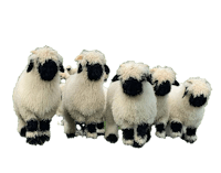 a group of black and white sheep standing in a field